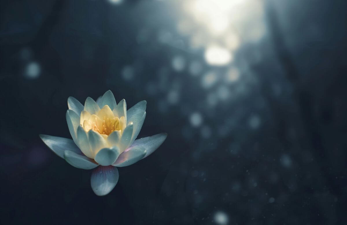 Seerose – Symbol für Achtsamkeit